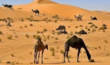 تقرير أميركي يحذر.. قطر على أعتاب أزمة مائية وغذائية كبرى