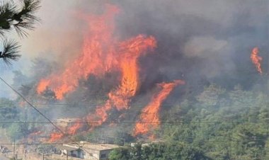 لماذا فشلت تركيا في مواجهة حرائق الغابات؟