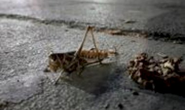 أزمة جديدة تواجه أردوغان.. الجراد يغزو مدن تركيا