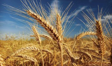 مؤسسة بحثية هولندية تفند أزمة إمدادات الغذاء التي تهدد العديد من الدول العربية