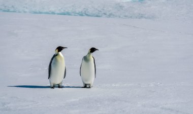 الثقوب الزرقاء.. اكتشافات مثيرة بالسواحل السعودية