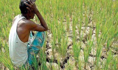 ترقب إقليمي.. الهند تنتظر الأمطار لإعادة تصدير الأرز والسلع الغذائية