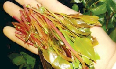 القات.. سلاح الإخوان في اليمن للسيطرة على البلاد اقتصاديًا