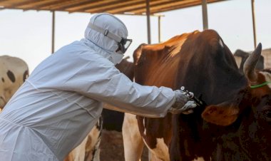 حمى القلاعية تهدد الثروة الحيوانية في ليبيا وتثير أزمة اقتصادية.. ما القصة؟