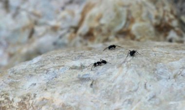 عمرها 113 مليون عامٍ.. اكتشاف أحفورة لـ