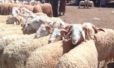 أسعار الأضاحي في العالم العربي.. هل أصبحت شعيرة العيد رفاهية؟