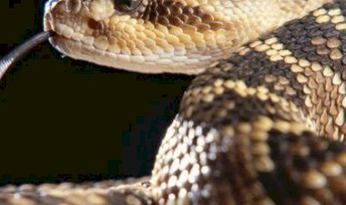 الأفاعي تُهاجم المنازل في لبنان وتعوّق وصلها إلى بيروت