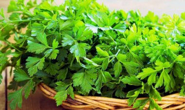 فوائد البقدونس المغلي لصحة الكلى والمسالك البولية