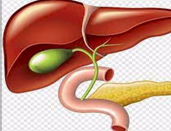 ارتفاع انزيمات الكبد.. الأسباب وطرق الوقاية