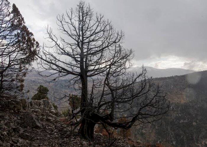 الحرارة والجفاف والحرائق تهدد غابات لبنان الشمالية