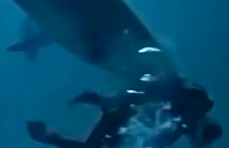 مشاهد صادمة في أعماق المحيط.. كواليس مرعبة لهجمات القرش في المالديف