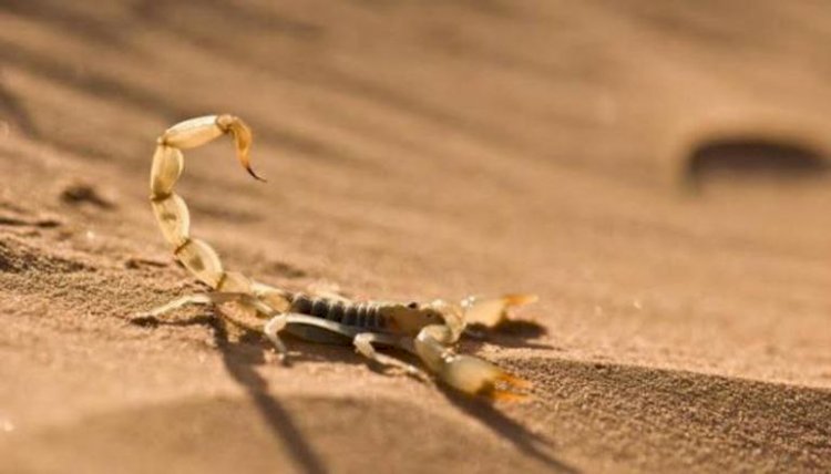 بيئة ملوثة وخدمات غائبة.. كيف تحولت العقارب إلى كابوس الليبيين في الصيف؟