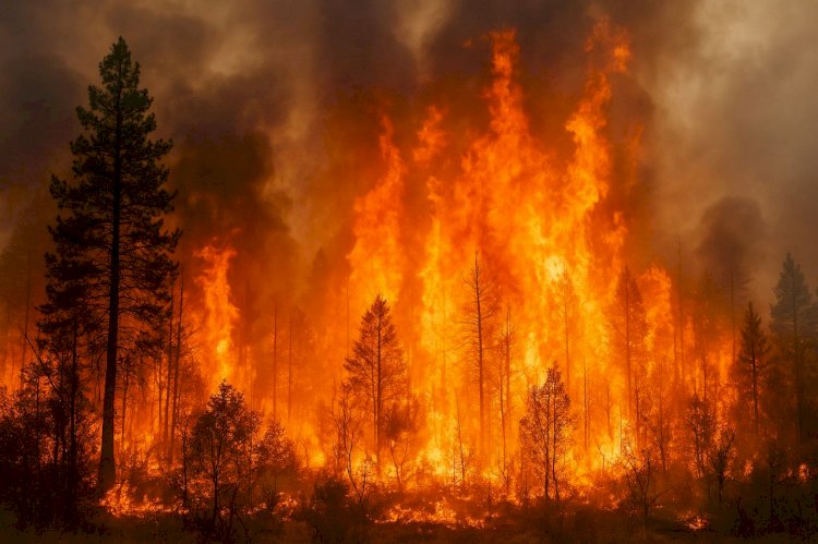 حرائق الغابات تُزيد أزمة تلوث الهواء عالميًا